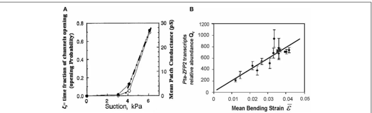 FIGURE 7 | Local mechanosensing of external loads. (A) Probability of mechanosensitive channel (MsC) opening and mean patch conductance as a function of patch depression (and hence membrane tension and MsC strain)