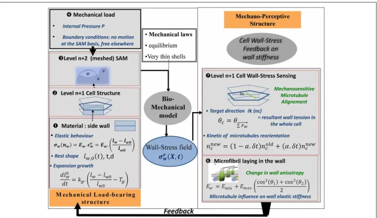 FIGURE 9 | Schematic representation of the SAM Stress Feedback model (SAM SFm). The SAM SFm (Hamant et al., 2008) incorporates an ISM biomechanical model of the mechanical load-bearing structure of the SAM, and a mechanobiological model of the responses to