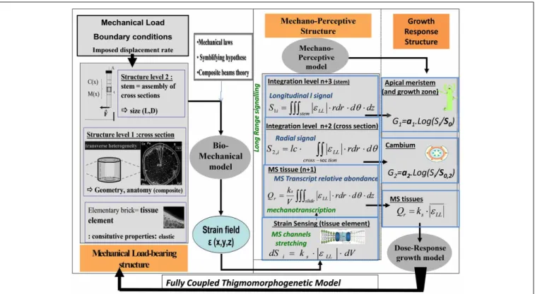 FIGURE 10 | Schematic representation of thigmomorphogenetic model including the ISM beam model and the S 3 m