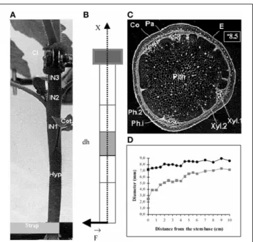 FIGURE 1 | Morphological and anatomical structure of a stem submitted to an external bending load from Coutand and Moulia (2000), Journal of Experimental Botany, by permission of the Society for Experimental Biology