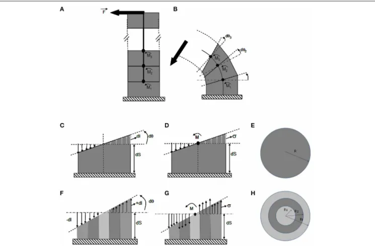 FIGURE 4 | The ISM beam model of pure bending of a stem. ISM model used to analyze stem bending experiments, using the theory of composite heterogeneous beams in a cantilever setting