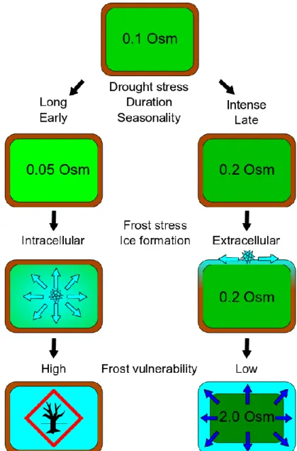 Figure 3. Alternative pathways that would explain why contrasted frost vulnerabilities are observed  after  previous  drought  exposure