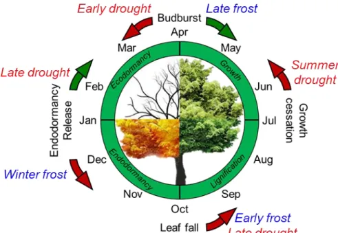 Figure 4. Hastening (brown arrow) or delaying (green arrow) phenological stages in response  to  drought  and  frost  events