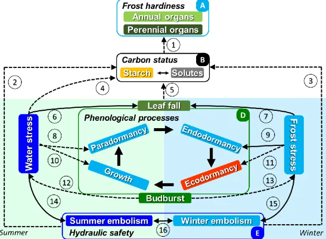 Figure 1. Involved processes affected by water (mainly during summer period) and frost stress (mainly  during winter period)
