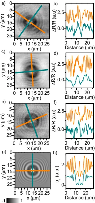 FIG. 5. (a),(c) and (e) Two-dimensional x−y surface displace- displace-ment mapping 700 ps after the longitudinal echo detection on the central position with a × 50 objective