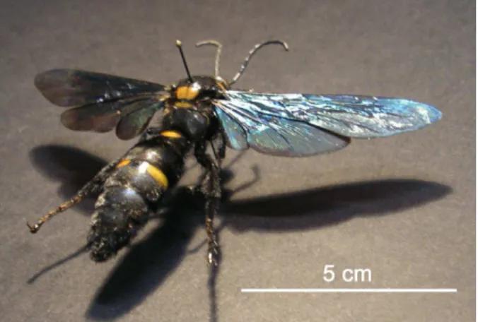 FIG. 1: (Colour online) A collected specimen of male Megascolia procer javanensis (Hymenoptera)