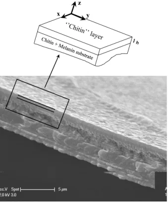 FIG. 3: Megascolia Procer Javanensis wing section (scanning electronic microscopy picture) and model used for simulations.