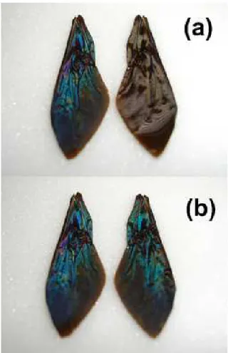 FIG. 5: (Colour online) (a) In this upper panel, the wing on the left has been kept dry as a reference, and the wing on the right is covered with a macroscopic layer of liquid ethanol (refractive index 1.4)