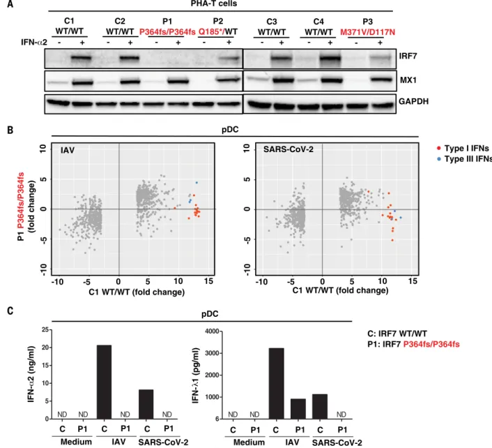 Fig. 4. Type I IFN responses in patient cells defective for IRF7. (A) Levels of the IRF7 protein in PHA-T cells from two patients with AR IRF7 deficiency (P1 and P3), one patient with AD IRF7 deficiency (P2), and four healthy donors (C1 to C4)