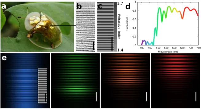 FIG. 2. Retrieving chirped dielectric mirrors. a Aspidomorpha tecta, ”Fool’s gold beetle”, photograph by Indri Basuki