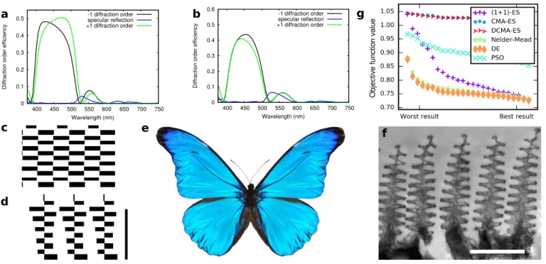 FIG. 3. Retrieving the Morpho wing scale architecture.a Diffraction efficiency of the diffraction orders for the optimal structure (shown in c) found by the algorithms with no constraint except for the horizontal periodicity (fixed)