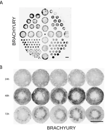 Figure S2 (related to Figure 1): Quantification of the reproducibility of spatial organization  of colonies under BMP4 induced differentiation