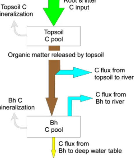 Figure 1. Schematic of the main C fluxes in a podzol.