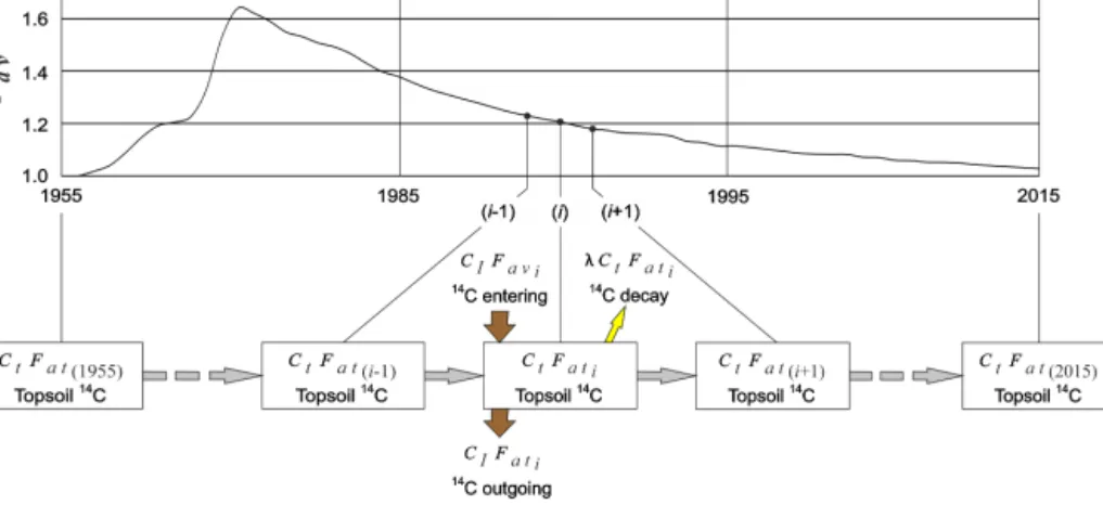 Figure 5. Evolution of the 14 C pool in a topsoil that reached a steady state before 1955.