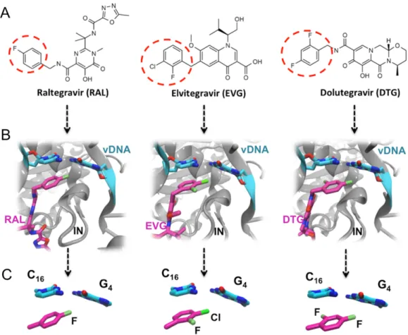 Figure 1 FDA approved Integrase strand transfer inhibitors INSTIs: raltegravir, elvitegravir and dolutegravir