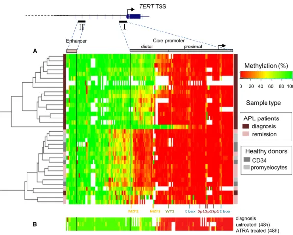 Fig. 1. Hierarchic cluster analysis of APL patients’ samples and methylation profile at hTERT promoter and enhancer