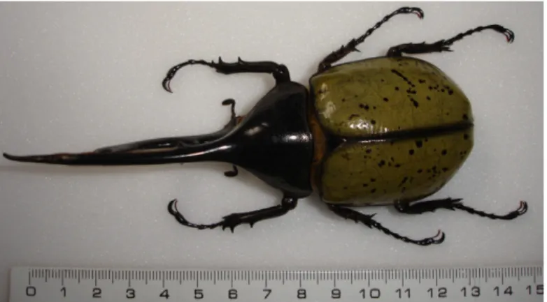 Figure 1. The hercules beetle Dynastes hercules shows a greenish colouration with black spots