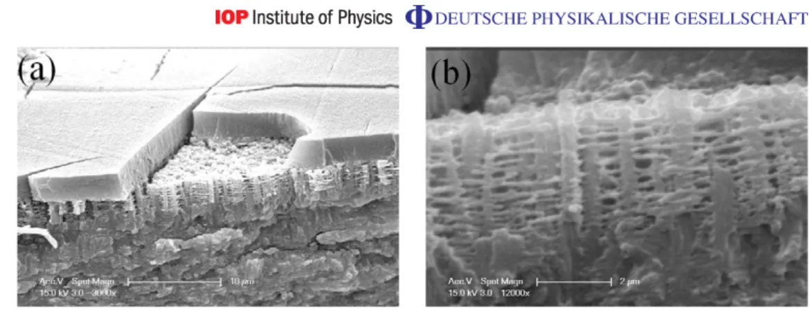 Figure 6. Scanning electron micrographs of the cuticle of Dynastes hercules. (a) There is an external wax layer with a lot of cracks that allow water to penetrate the structure