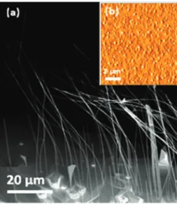FIG. 1. (a) Top view SEM image of the (001) GaAs substrate edge showing GaAs nanowires a few tens of micrometers long, oriented along the (111)B direction, grown by Au-assisted VLS-HVPE at 715 ◦ C during 30 min