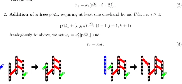 Figure 1: Examples for Reactions 1 (left) and 2 (right) with p62 5 in black, one-hand bound U bi in green, two-hand bound U bi in red, free particles in blue