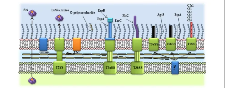 FIGURE 1 | Schematic representation of the virulence factors used as vaccine candidates in InPEC