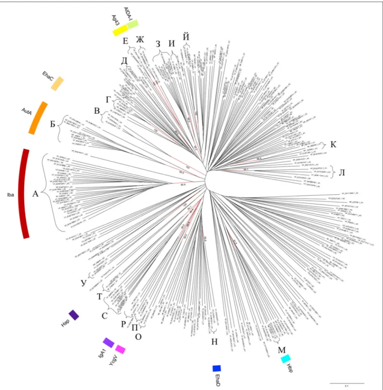 FIGURE 3 | Phylogenetic tree of the AC domains in the T5aSS. Sequences of the AC domain were identified among the non-redundant well-defined dataset of 1523 autotransporters (Celik et al., 2012) following structural search using Phyre/BackPhyre