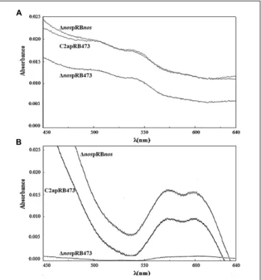 FIGURE 3 | Formation of red myoglobin derivatives. S. xylosus C2apRB473, 1 nospRB473 and 1 nospRBnos were incubated in TSB supplemented with metmyoglobin (2 mg/mL) under (A) limited oxygenation (no stirring and reaction mixture covered with mineral oil) an