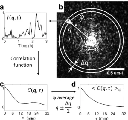Fig. 2. (b) q-resolved diffraction pattern as acquired on CCD2. ϕ is the azimuthal angle.