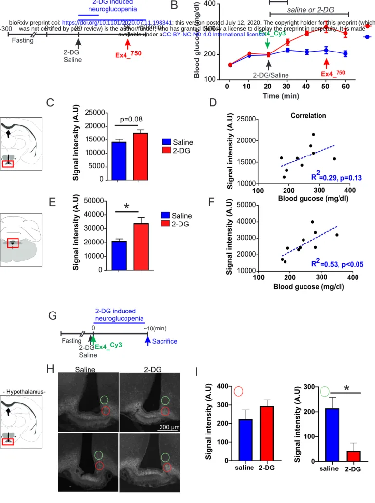 Figure 4GHIFasting2-DGSalineEx4_750 2-DG/Saline Time (min)Blood glucose (mg/dl)0102030 40 50 60100200Ex4_750- Hypothalamus-100200300 4001000020000300004000050000 R2=0.53, p&lt;0.0510020030040010000150002000025000Blood gucose (mg/dl) Blood gucose (mg/dl) Co