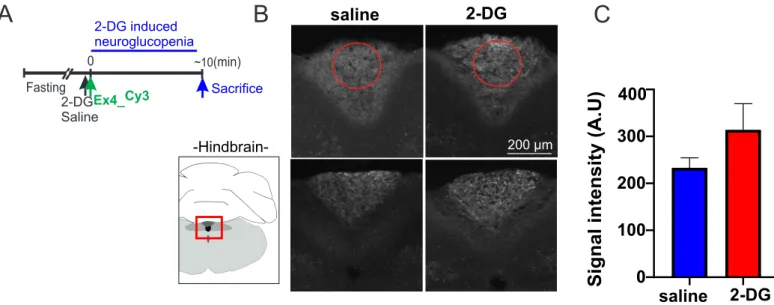 Figure S4AB CFasting2-DGSalineSacrifice2-DG induced neuroglucopenia0~10(min)Ex4_Cy3