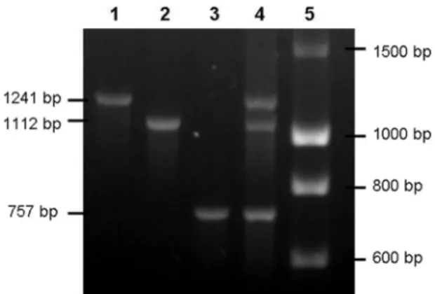 TABLE 3. Distribution of phylogenetic groups among 197 E. coli isolates recovered from patients with urosepsis