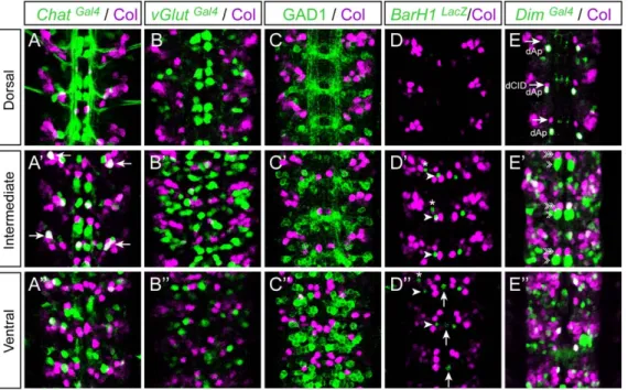 Figure 3. Col is expressed in discrete subsets of interneurons. Stage 15 embryos stained with Col and different interneuron markers