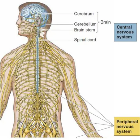 Figure 5: Main divisions of the nervous system [22].  