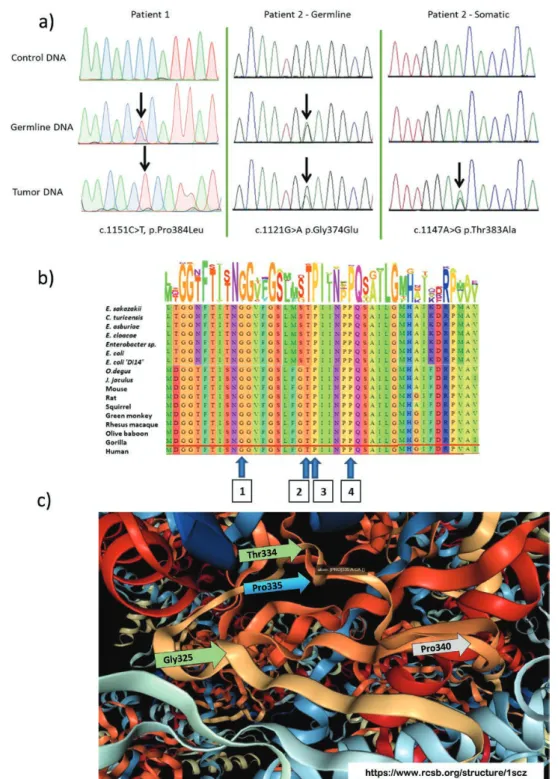 Figure 1.  The dihydrolipoamide succinyltransferase gene variants identified in patients in this study