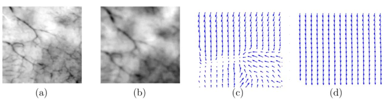Figure 3: Estimation de points homologues dans les images de la vessie. (a) Image source I i+1