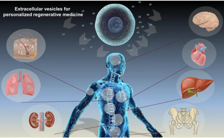 Figure 1: Hopes on the regenerative effect of extracellular vesicles extends to several organs