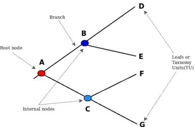 Fig. 2.6 – Example of a phylogenetic tree structure.