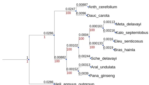 Fig. 5.1 – Most supported phylogenetic tree obtained from Apiales order.