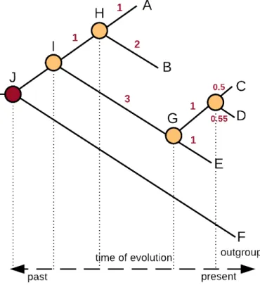 Figure 4.3: An overview on rooted phylogenetic tree.