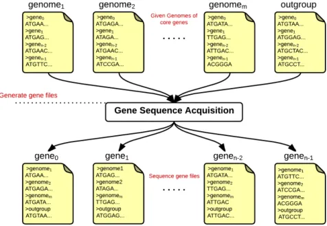 Figure 4.5: Generating individual sequence gene files. Each gene in the core genome is treated by acquiring its sequences from outgroup and given genomes.