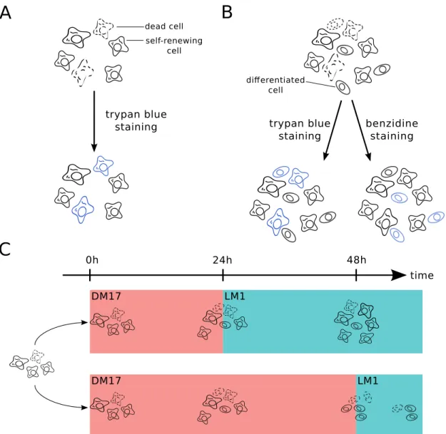 Figure 1.2: Experimental context of this study. A: In LM1 medium the cul- cul-ture is composed of living and dead cells in self-renewal