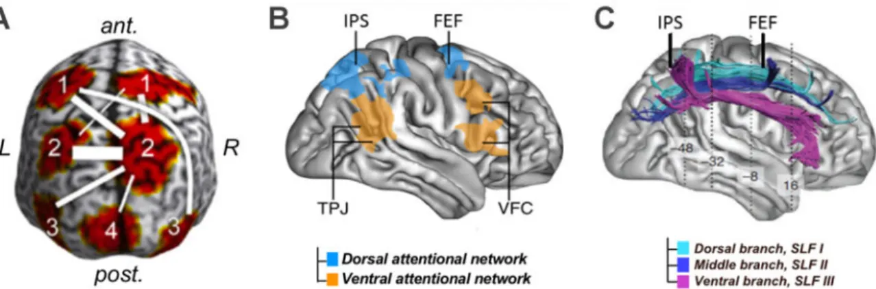 Figure  2.  Grey  and  white matter  components  of  the  attentional  orienting network