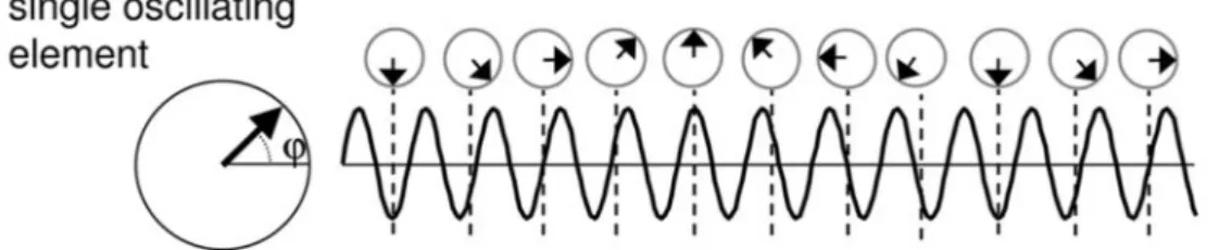 Figure 4. Mechanisms of oscillatory entrainment by periodical TMS pulses. (A) Schematic drawing  of an independent neural oscillator fluctuating naturally at the so called ‘natural frequency’
