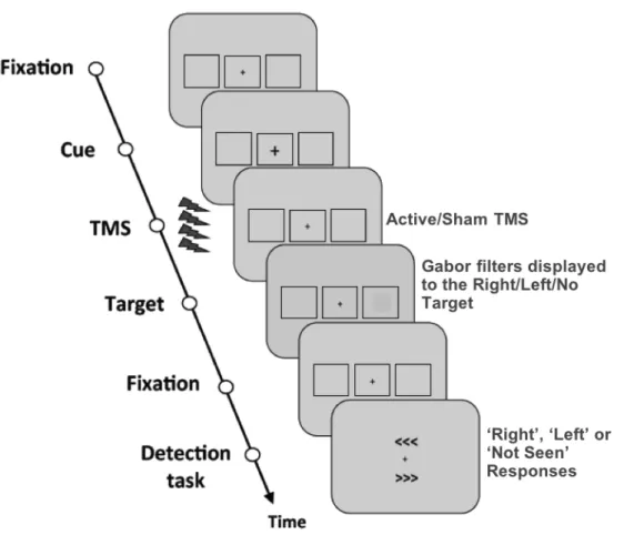 Figure 1. Conscious visual detection task. After a period of fixation, a central fixation cross becomes  slightly larger to alert participants of an upcoming event; then different types of active or sham TMS  pattern are delivered prior to the presentation