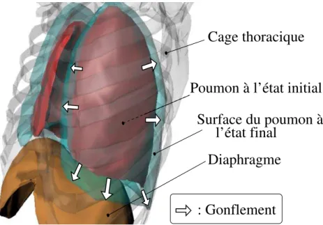 Figure 2.11 – Etude anatomique du mouvement pulmonaire : action du diaphragme et de la cage thoracique