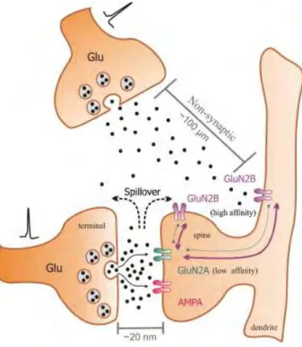 Figure 15 : Récepteurs synaptiques (contenant sous-unités GluN2A) et non synaptiques (extrasynaptiques) (contenant sous-unité  GluN2B) : localisation et fonctions possibles (dessins schématiques).La suractivation des neurones glutamatergiques libère du glu