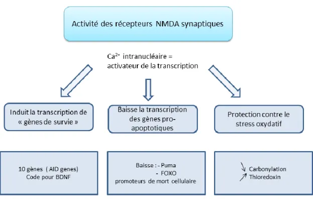 Figure 17 : Résumé des actions neuroprotectrices après activation des récepteurs NMDA synaptiques 