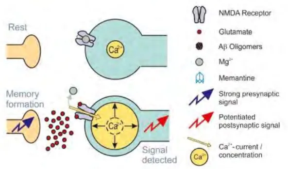 Figure 19 : Transmission de l’influx nerveux et processus de mémorisation par l’intermédiaire du récepteur NMDA en situation normale  (Danysz and Parsons, 2012) 