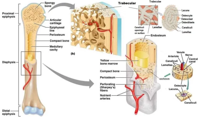 Figure 2.4: Structure of bone tissue. http://classes.midlandstech.edu/carterp/Courses/