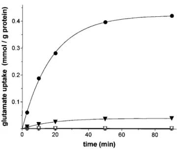 Figure 3 Kinetics of [ 14 C]glutamate uniport and [ 14 C]glutamate/